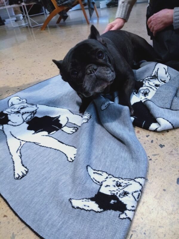 Frenchie with a Frenchie. Puppy laying on an Australian Made, Australian Merino Wool Blanket